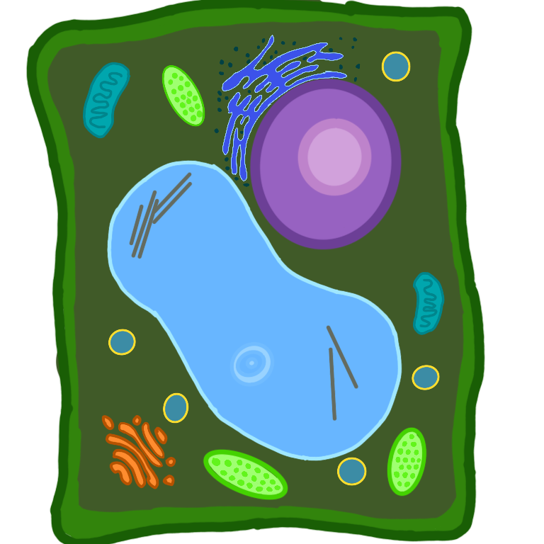 a drawing of a multicolored and brightly colored plant cell. The organelles are all drawn in different colors